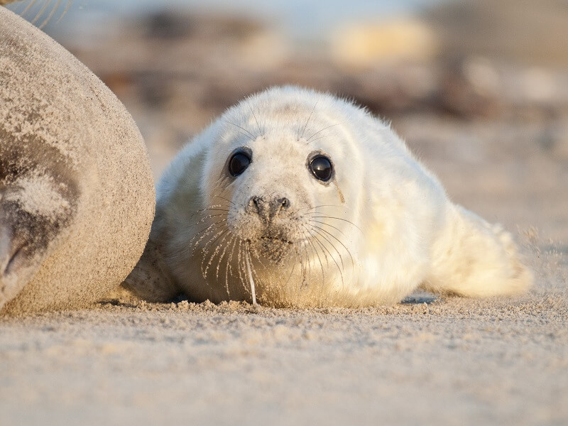 Seal pup Norfolk