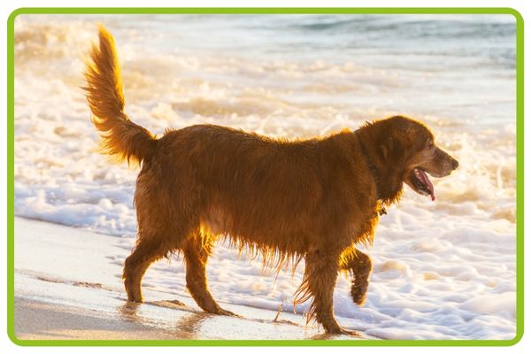 Golden Retriever Dog running through waves on a sunny beach