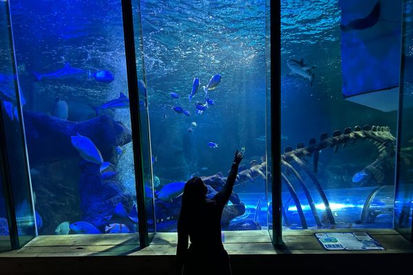 Girl standing in front of a large aquarium tank points up towards the fish